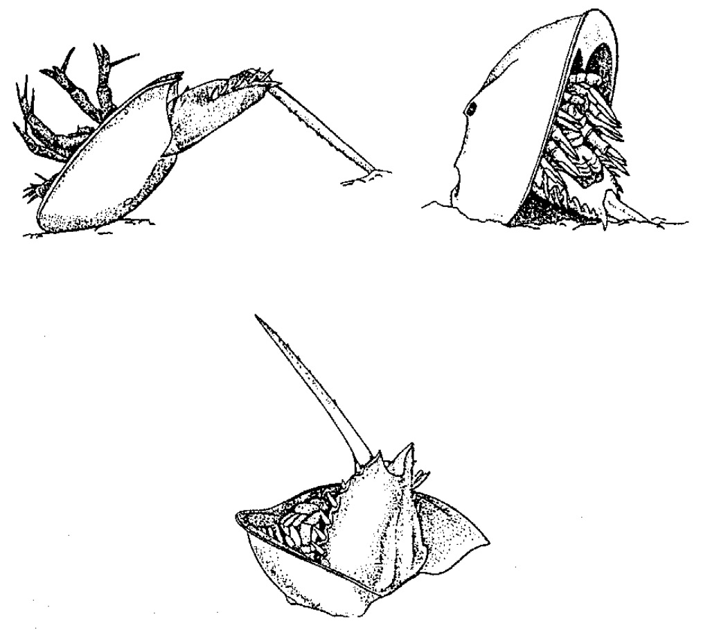 horseshoe crabs