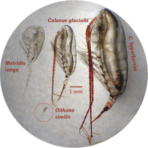 Small and large high-latitude copepods. Source: Carin Ashjian, WHOI